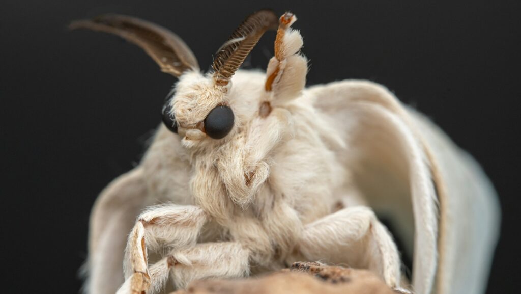 A close up of a bug on a rock