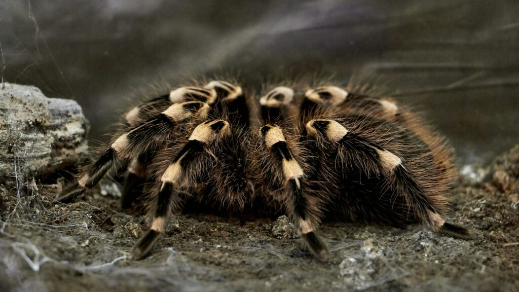 black and beige tarantula on brown soil