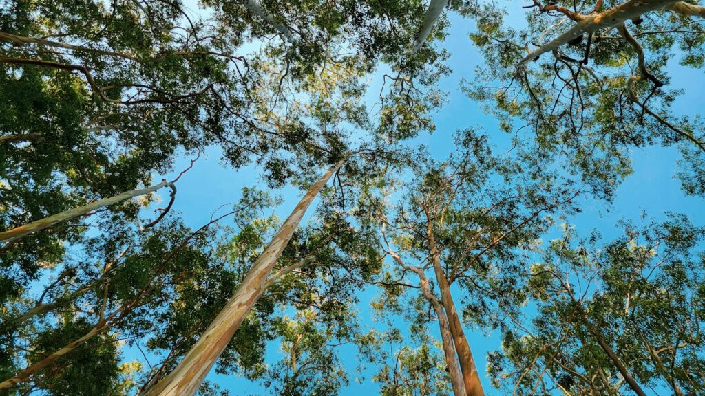 Looking up at the tops of tall trees