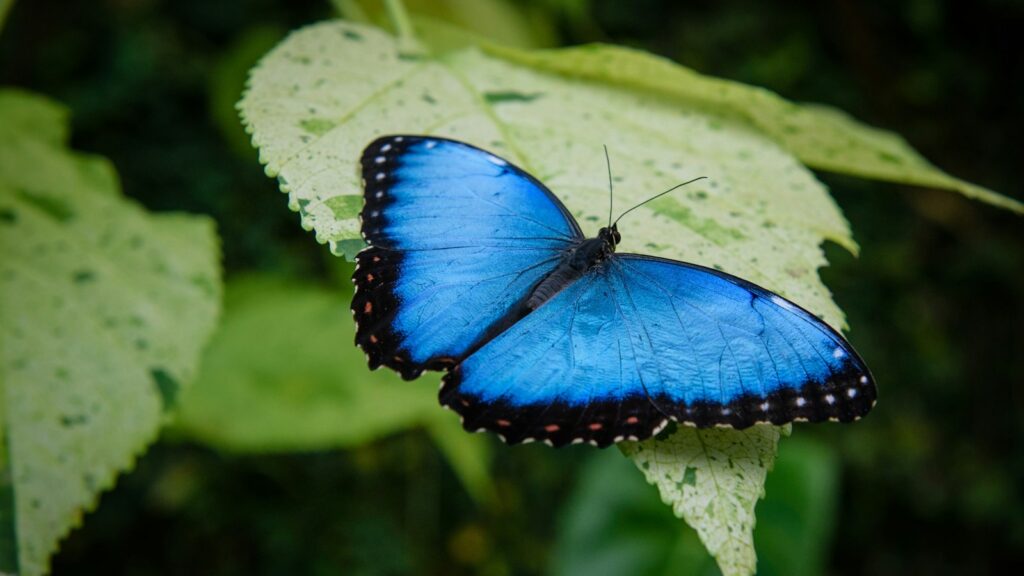 morpho butterfly