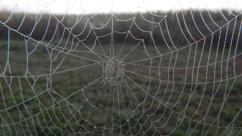 a spider web with spider webs