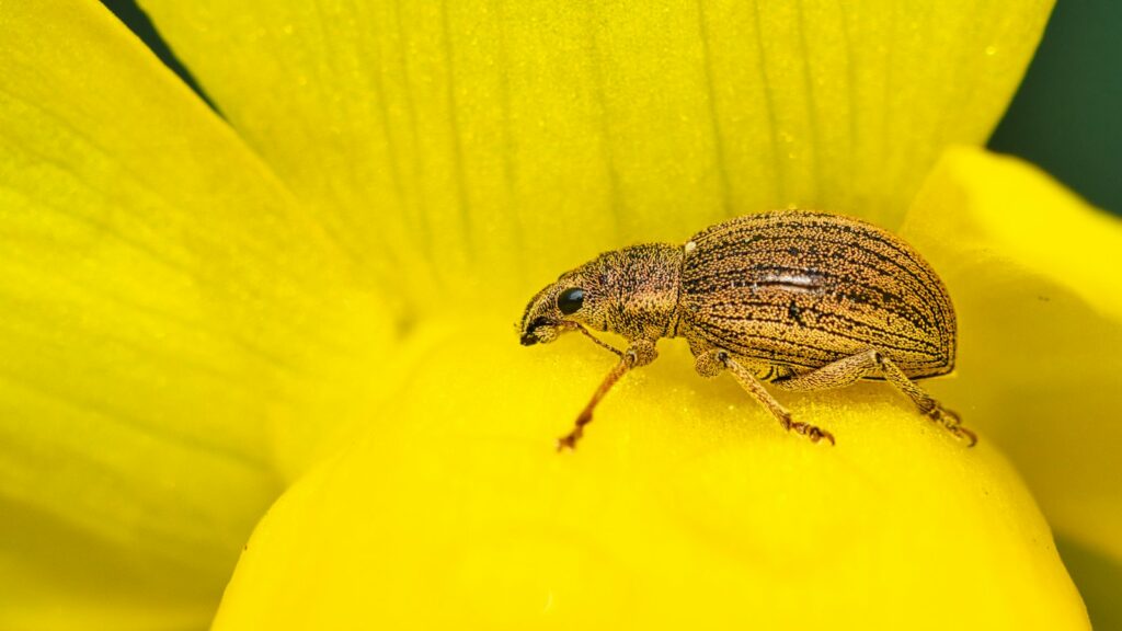 a bug sitting on top of a yellow flower
