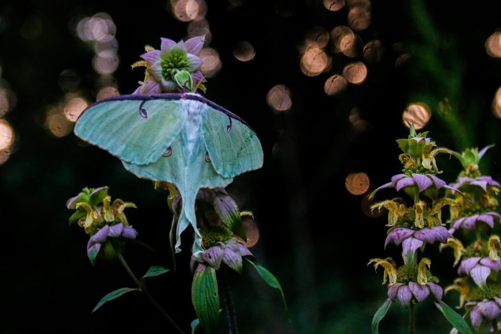 A large blue moth sitting on top of a purple flower