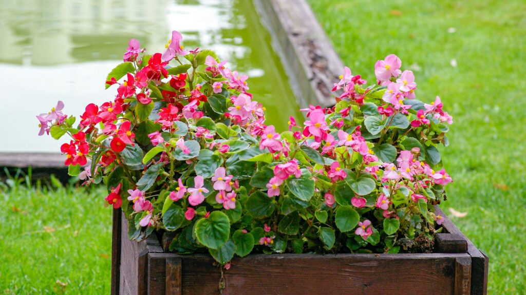 pink flowers on brown wooden fence