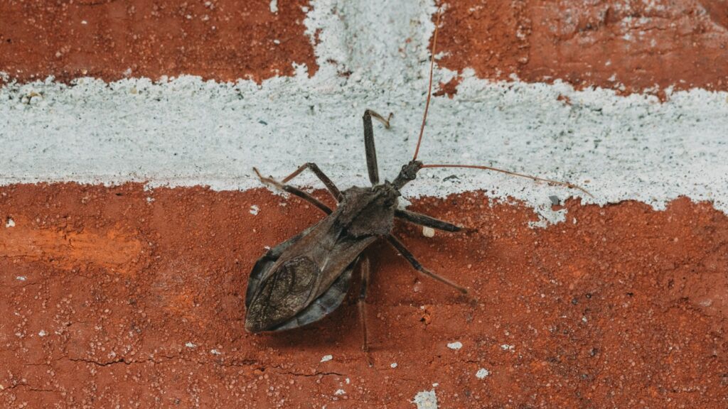 a bug sitting on the side of a brick wall