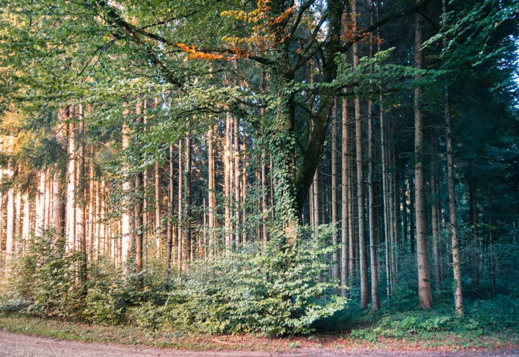 A road in the middle of a forest with lots of trees.