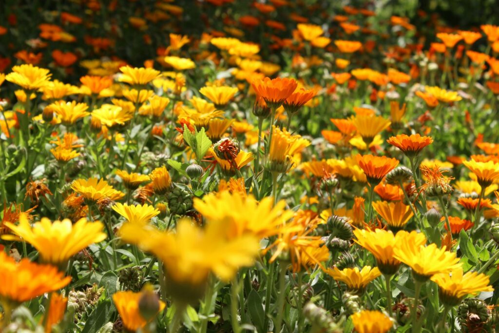 A field of yellow flowers