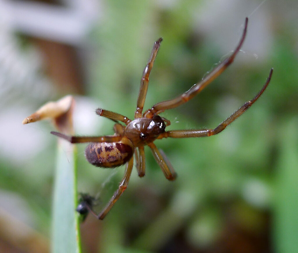 False Widows, True Panic: The Arachnid That Sparked a Tabloid Frenzy