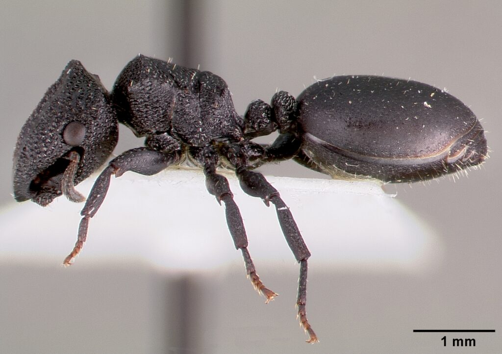 The Doorhead Ant - Nature's Living Security System