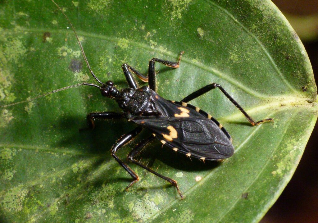 Chemical Warfare: The Scent of Death as Camouflage