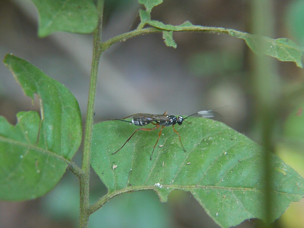 Parasitoid wasp on the leaf