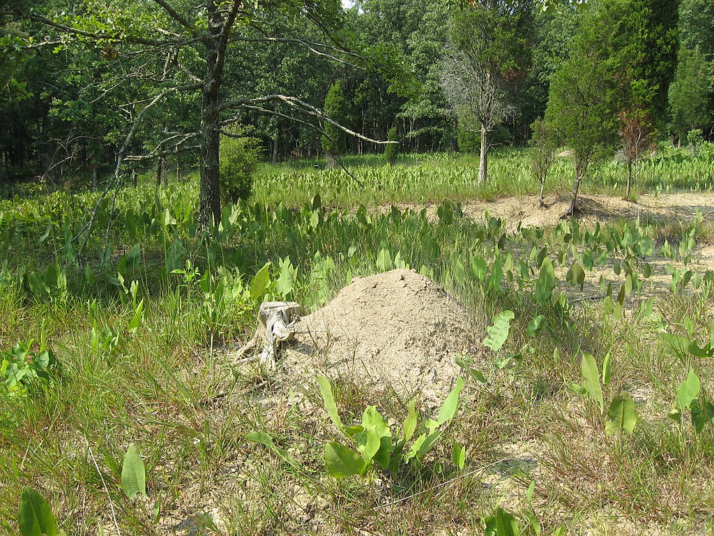 Allegheny mound ant mound