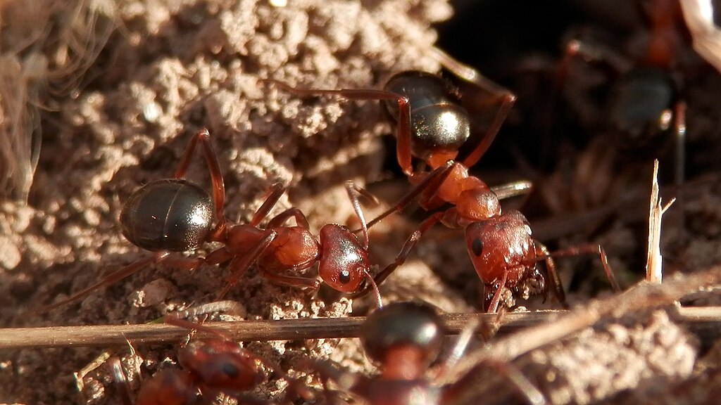 Allegheny mound ants