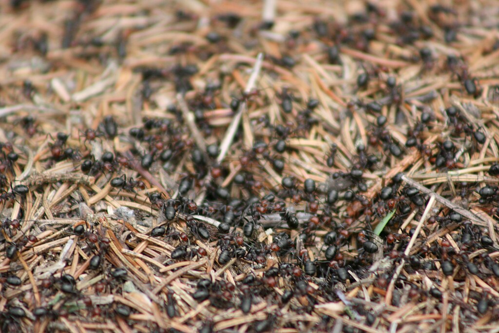 Allegheny mound ant colony