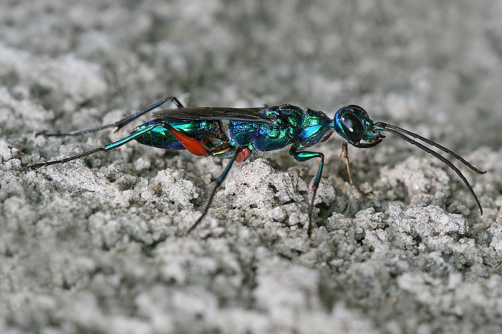 Emerald wasp on a rough concrete