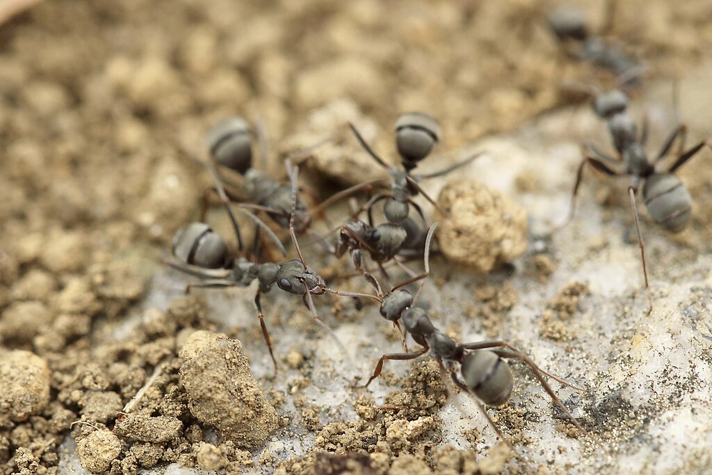 Ants on the ground