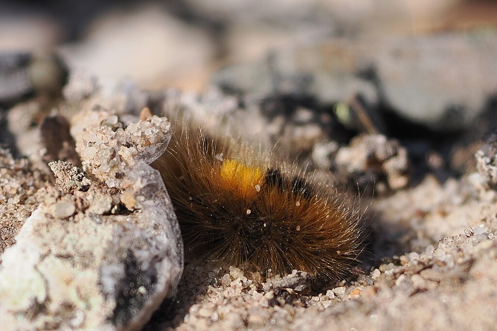 Arctic woolly bear moth on the sand