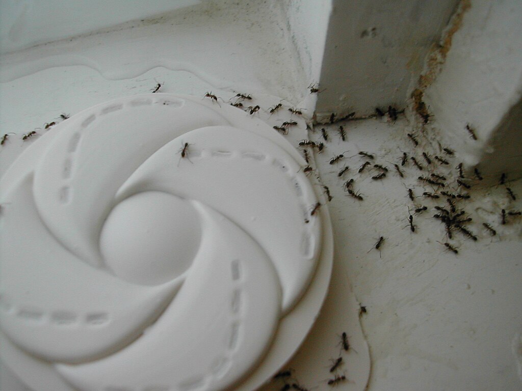 Argentine ants crawling