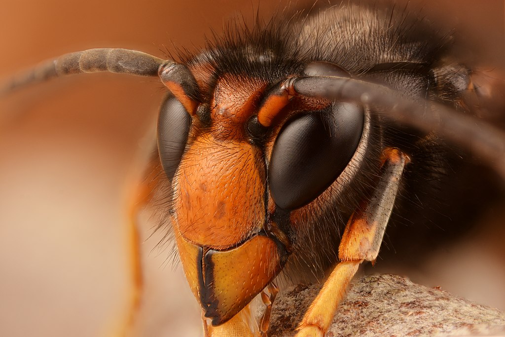 Asian hornet close-up