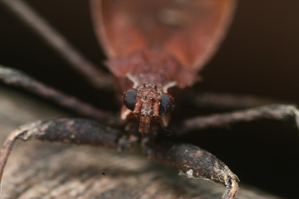 Assassin bug portrait close-up