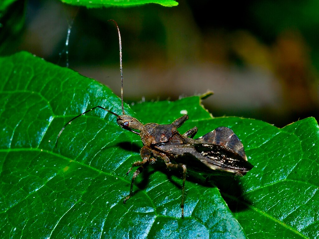 Assassin bug on a leaf