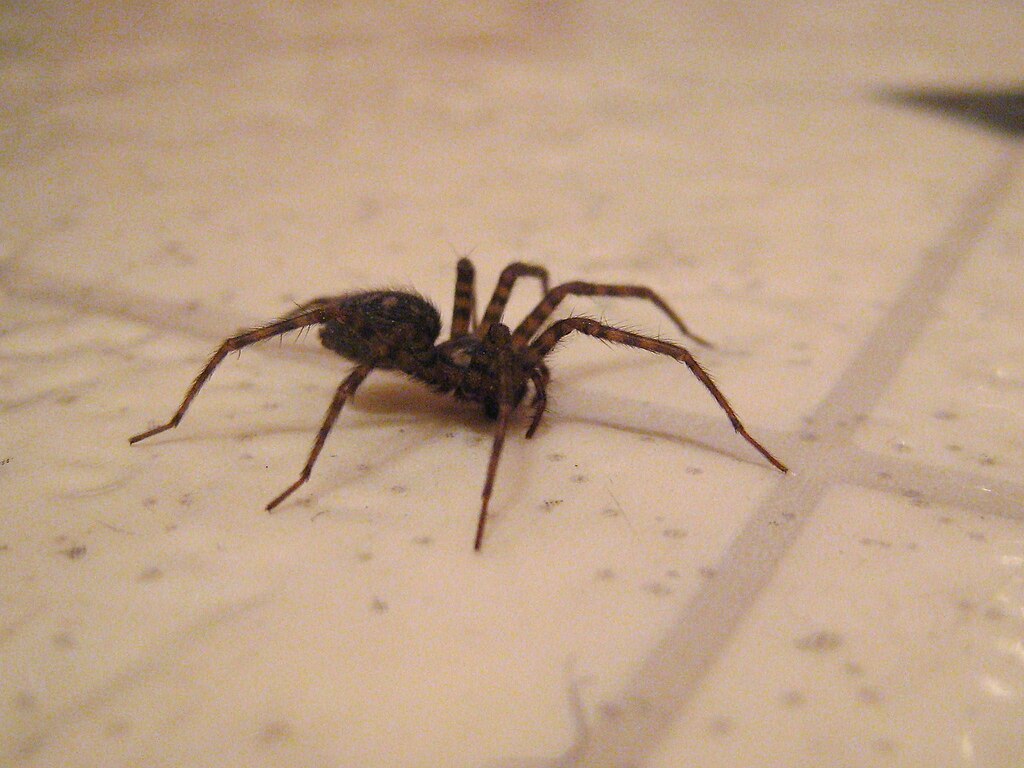 A bathroom spider