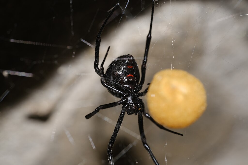 A black widow spider on its web with its egg