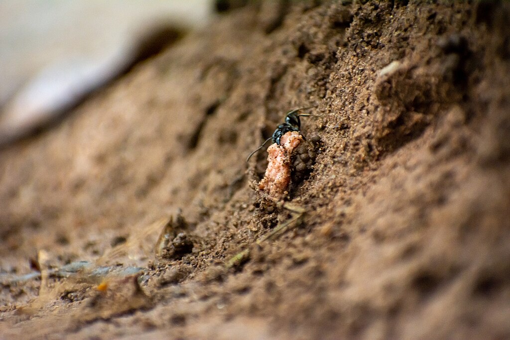 Black ant dragging food on the ground