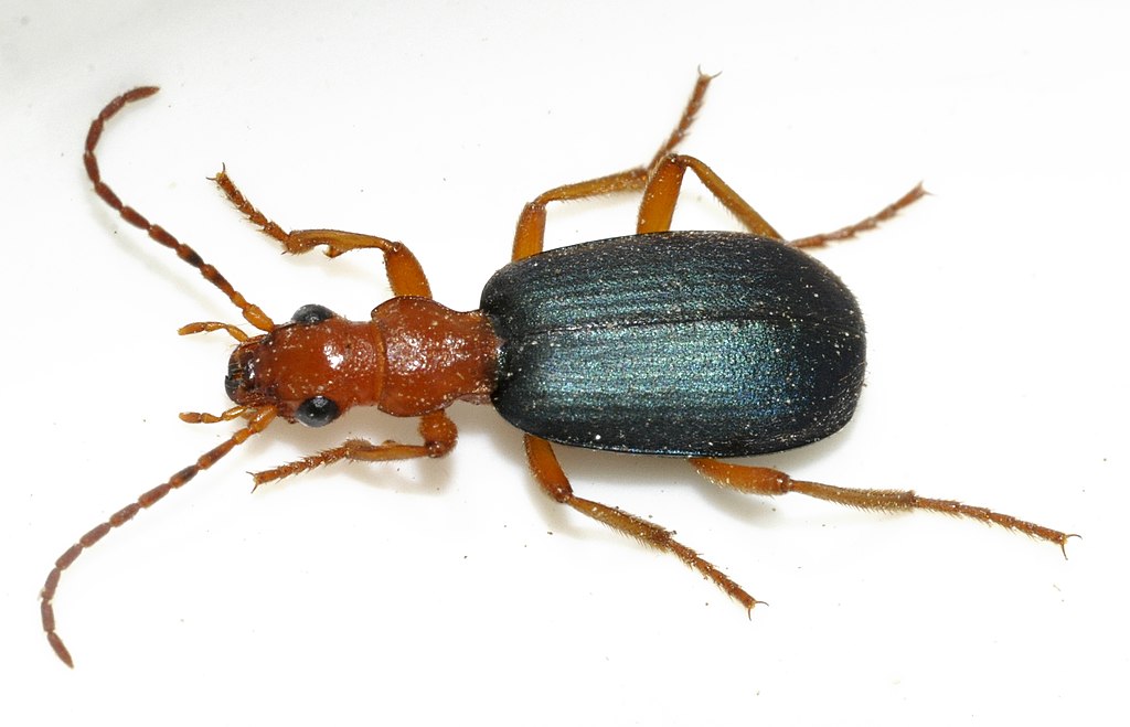 Brachinus crepitans on a white background