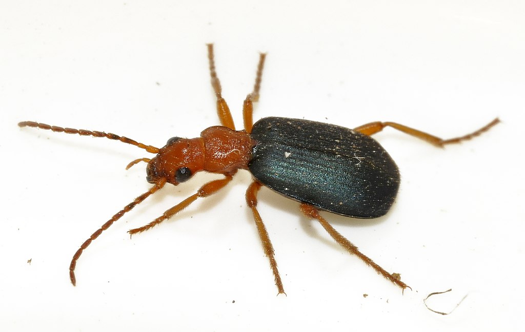 Brachinus crepitans on a white background