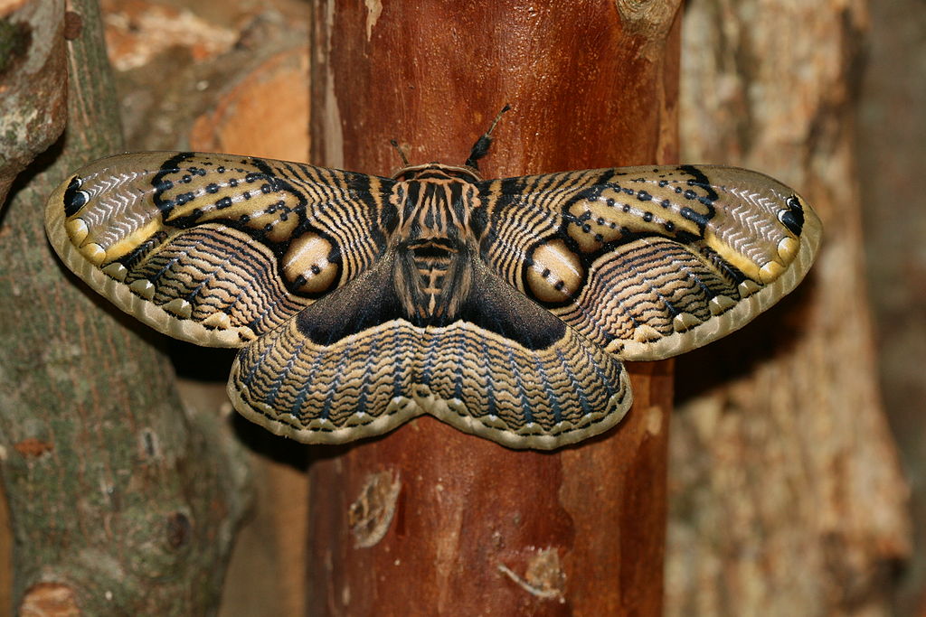 A moth on the wood
