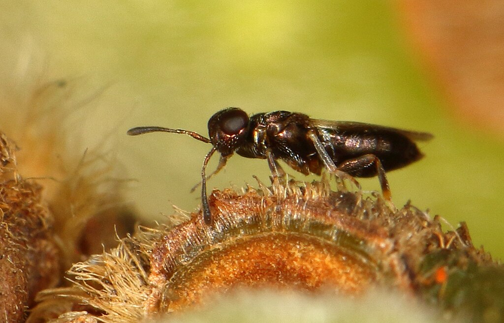 Parasitoid wasp on a bark