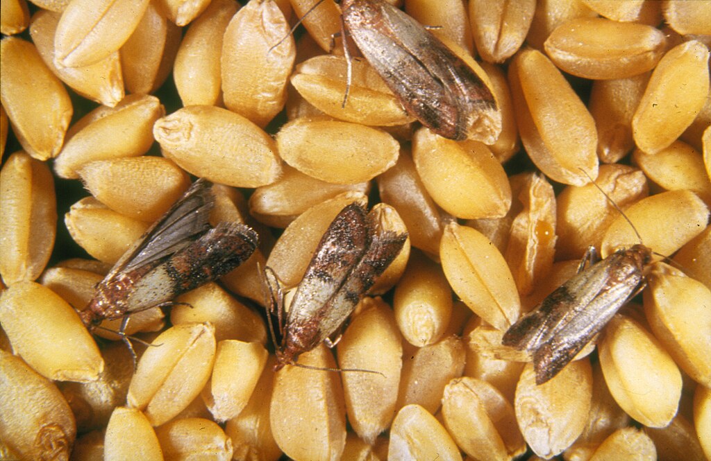 Pantry moth on the peanuts