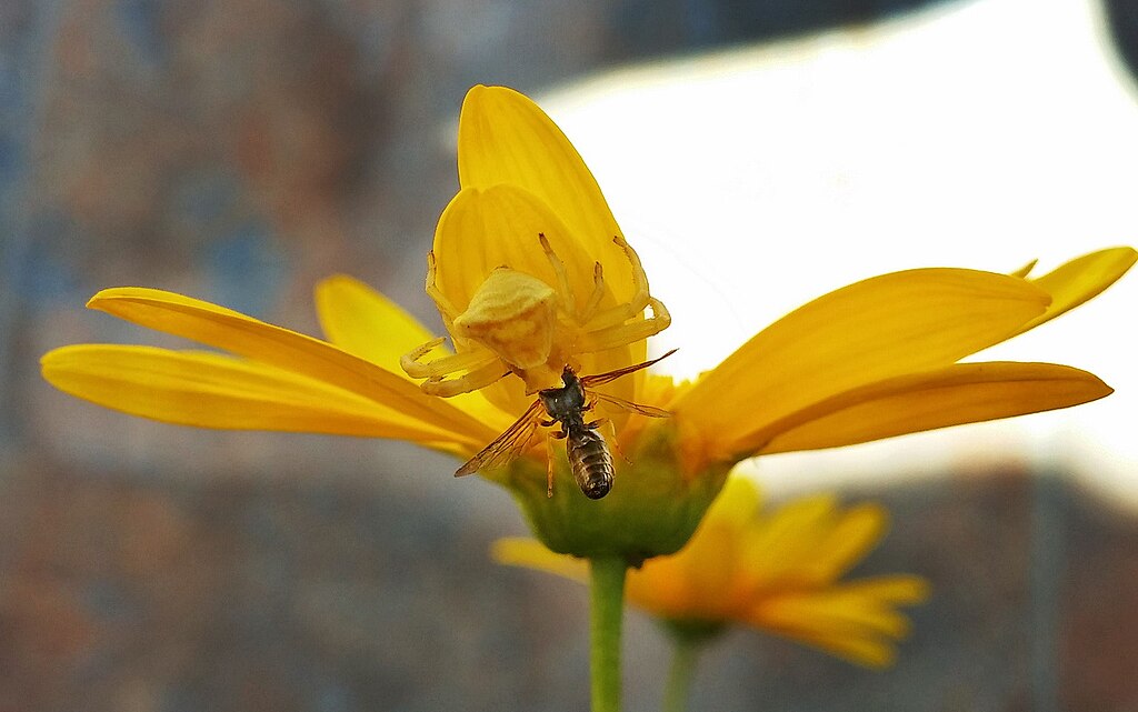 An insect on a flower