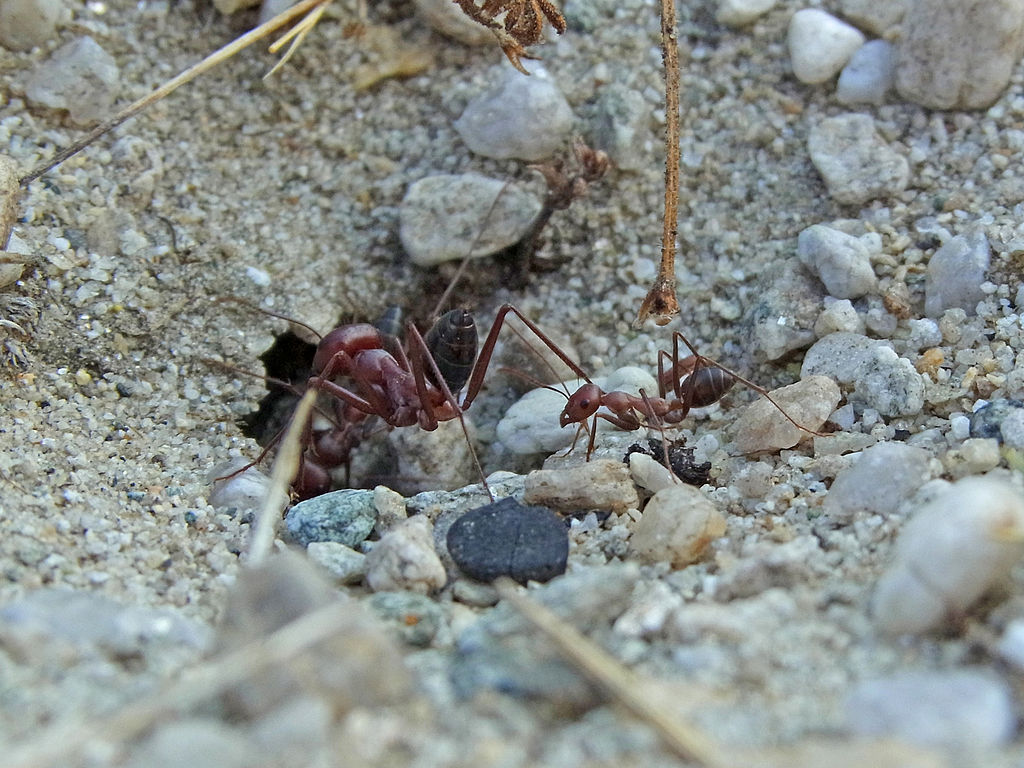 Desert ants on the sand