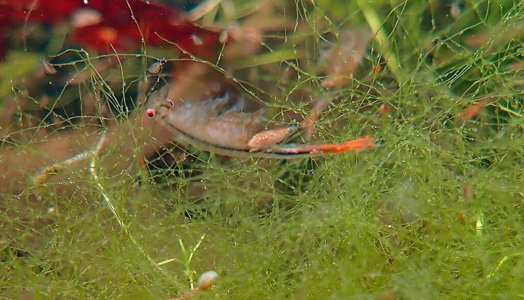 A fairy shrimp swimming