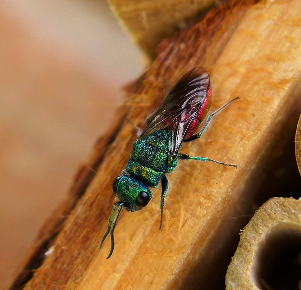 Emerald wasp on a wood
