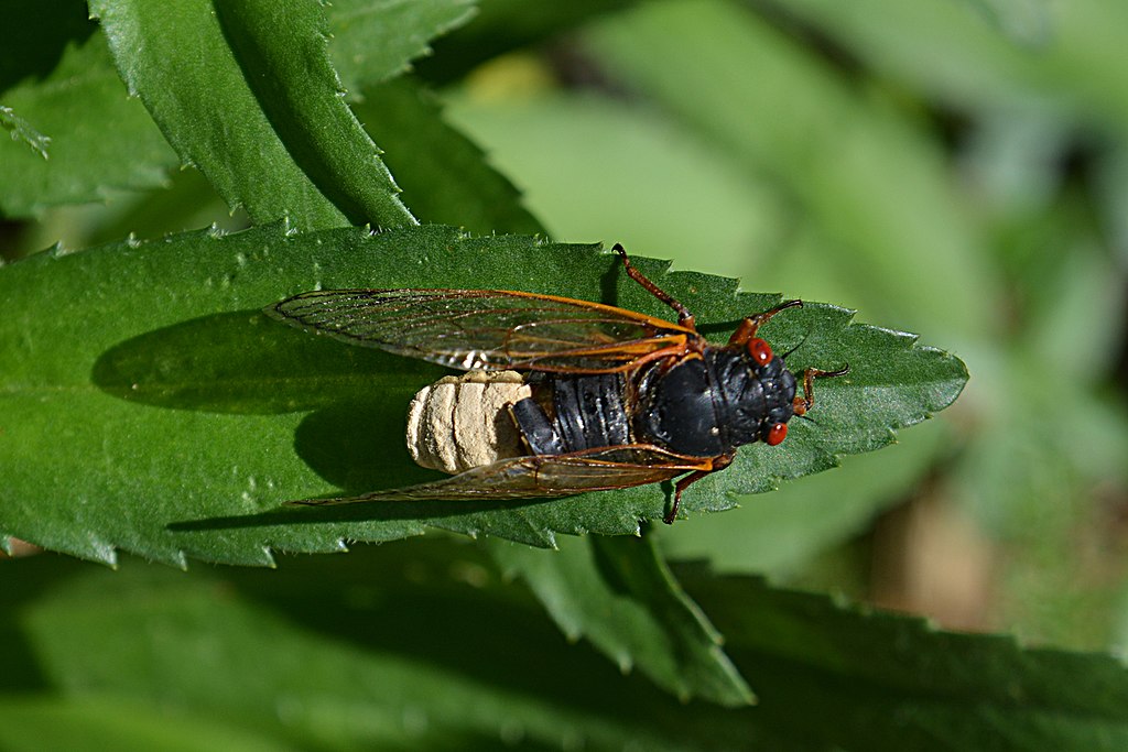 A cicada on a leaf