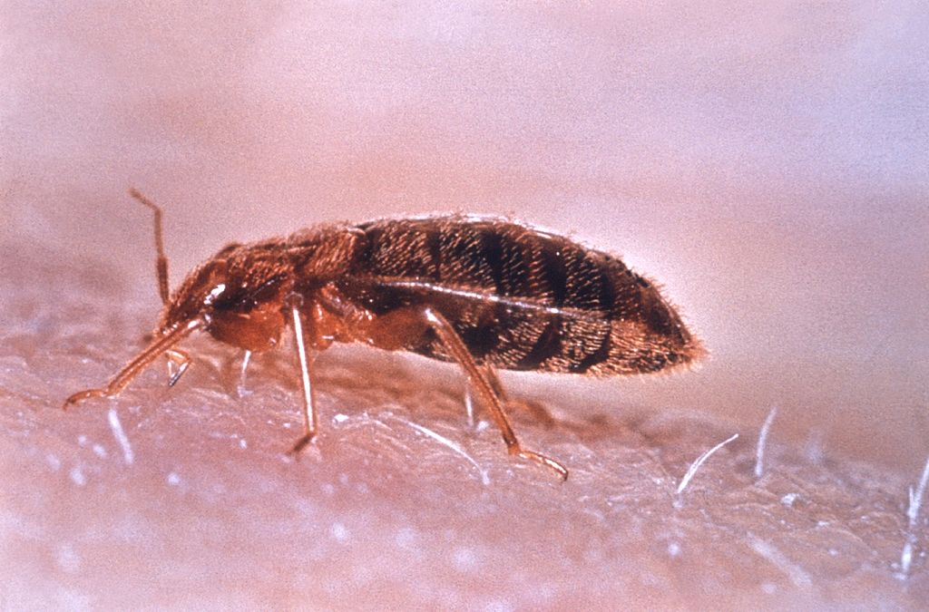 Bedbug on the skin close-up