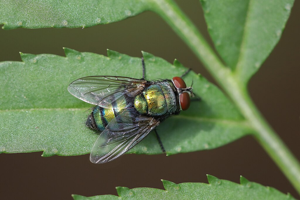 Close-up of Chrysomya (Old World blow fly), male, on a green leaf