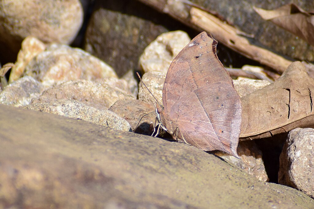Close wing posture Basking of Doleschallia bisaltide