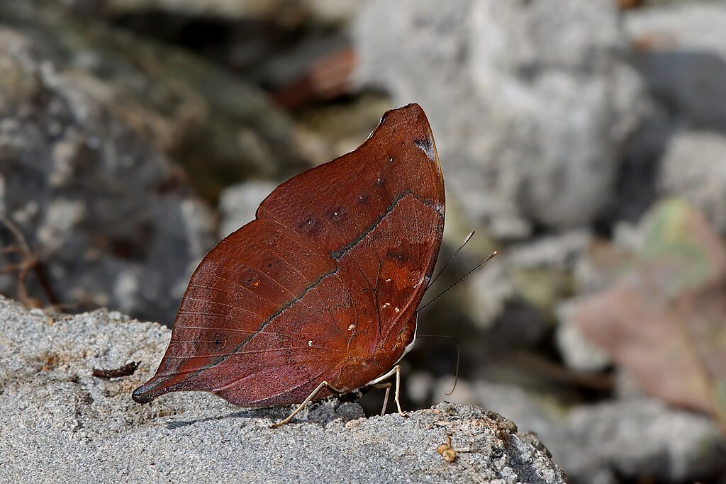 Close wing posture moisture sucking of Doleschallia bisaltide