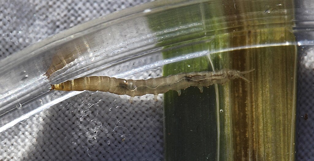 A larva on a petri dish