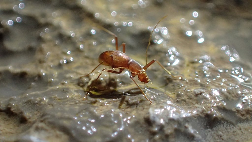 A cave beetle on a wet rock