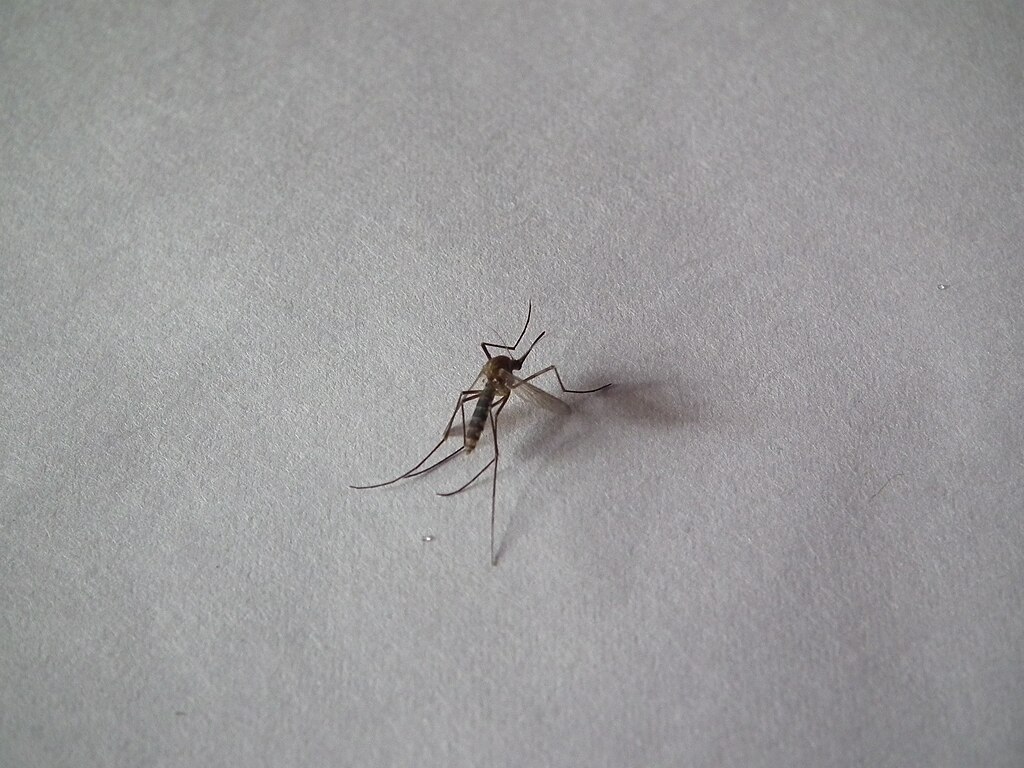 A mosquito on a gray surface