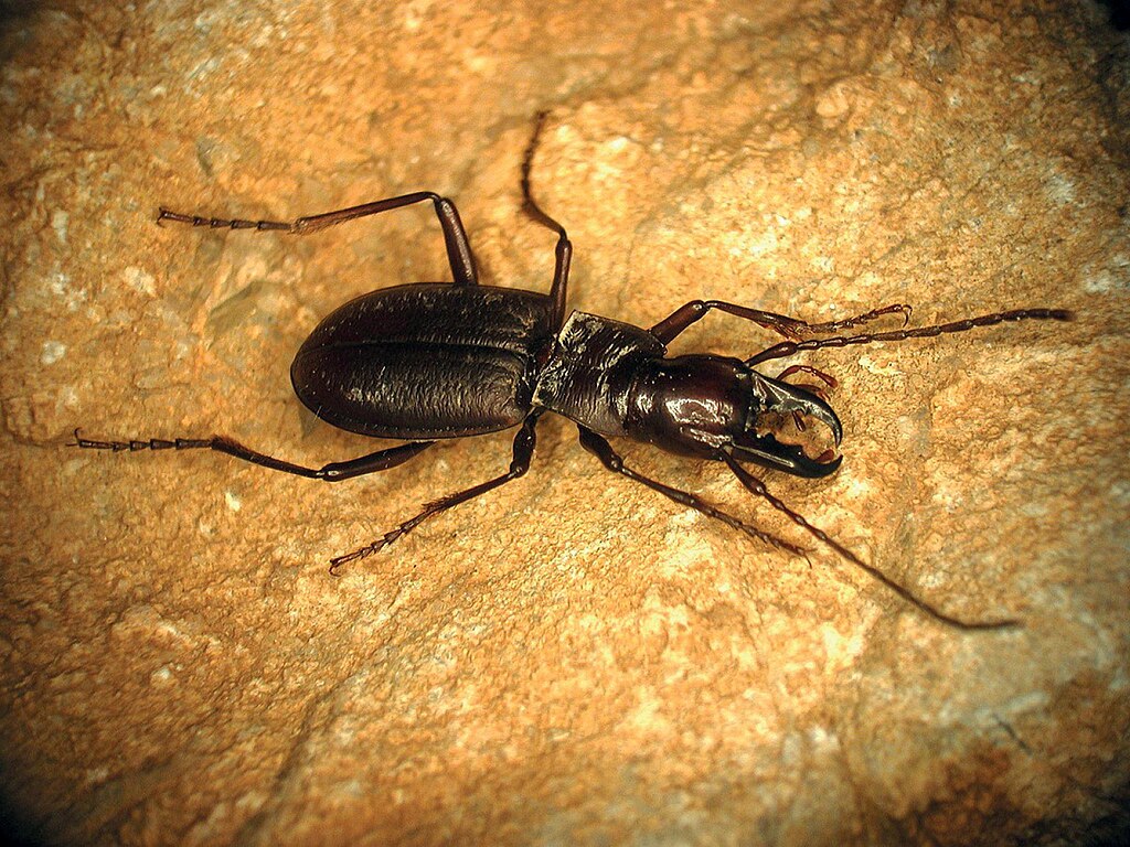 A cave beetle on a rock