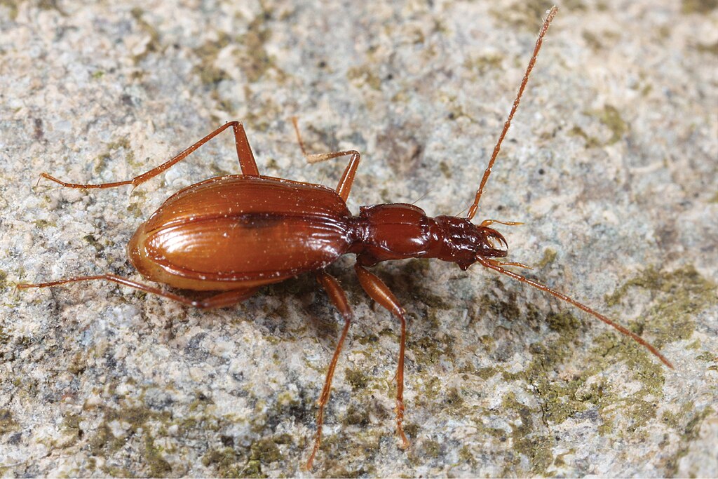 A cave beetle on a rock