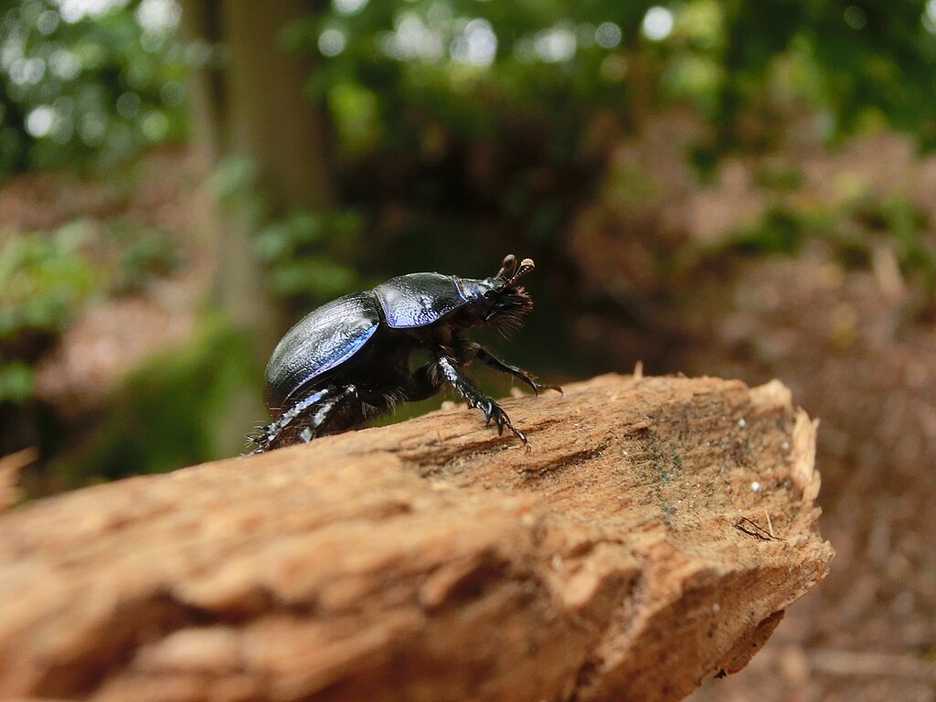 Dung beetle on the log