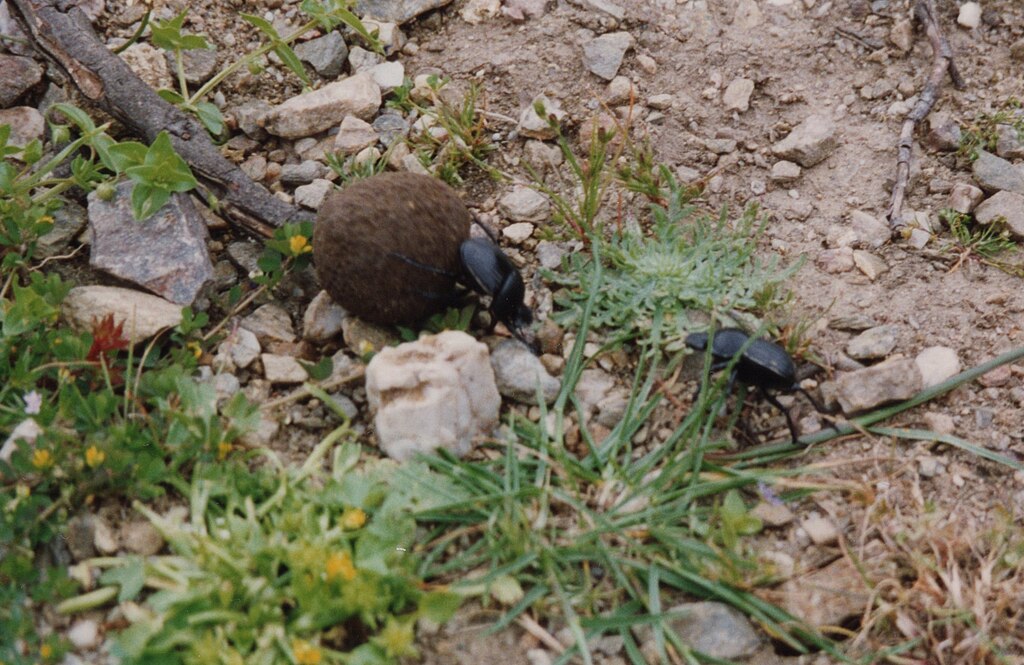 Dung beetles on land