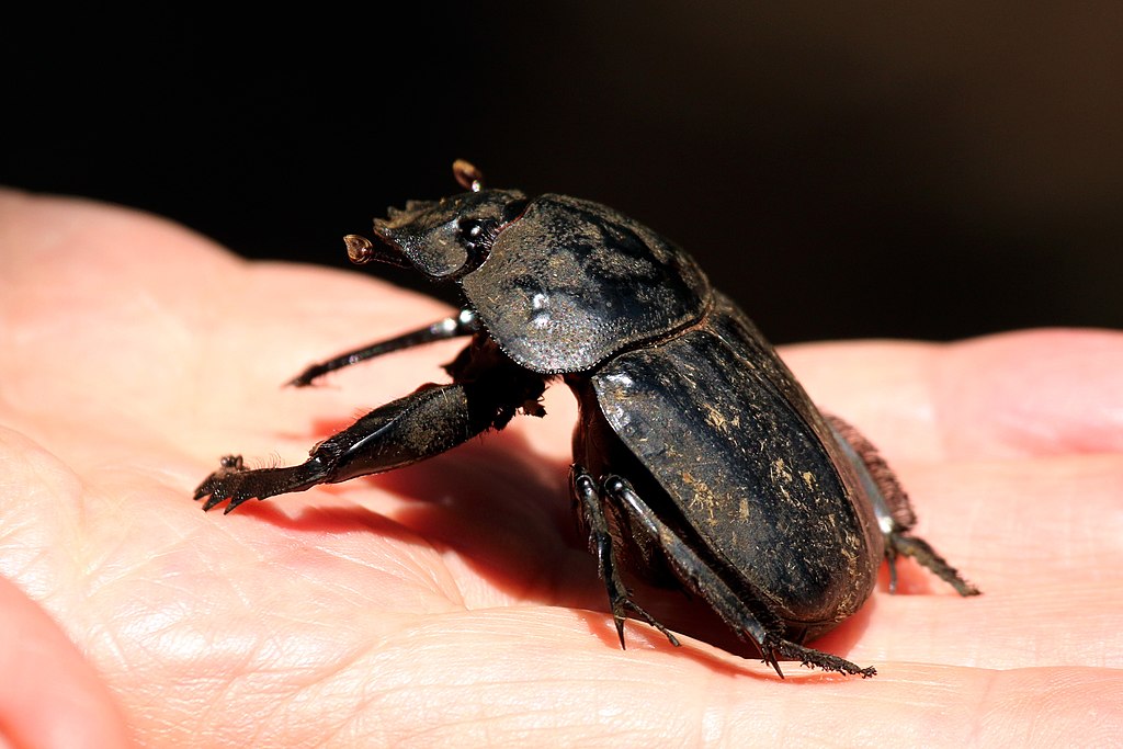 Dung beetle on human hand
